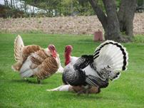 تغذیه بوقلمون