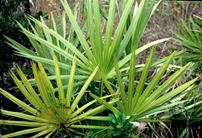 خواص نخل اره ای