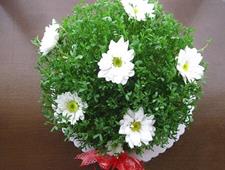 آموزش کاشت سبزه ی توپی