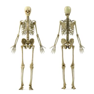 عکس های با کیفیت اناتومی اسکلت بدن