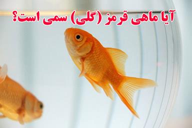 ماهی قرمز سمی است