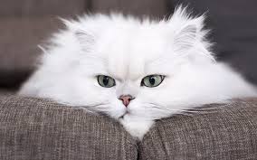 تعبیر خواب گربه